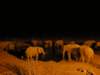 nightshowathalalirestcampwaterholeethoshanationalparknamibia_small.jpg