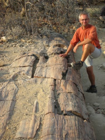 onthewayfrometoshatothecoastisanareaofpetrifiedforestwithtrunksupto6metresaround.jpg