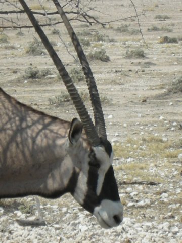 oryxherdsvaryfrom5to40individualstheyareprincipallygrazersbutbrowseonthornyshrubsunpalatabletomanyspecies.jpg