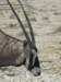 oryxherdsvaryfrom5to40individualstheyareprincipallygrazersbutbrowseonthornyshrubsunpalatabletomanyspecies_small.jpg
