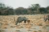 oryxorgemsbokastheyarealsoknowninsouthernafricawithbabyetoshanationalparknamibia_small.jpg