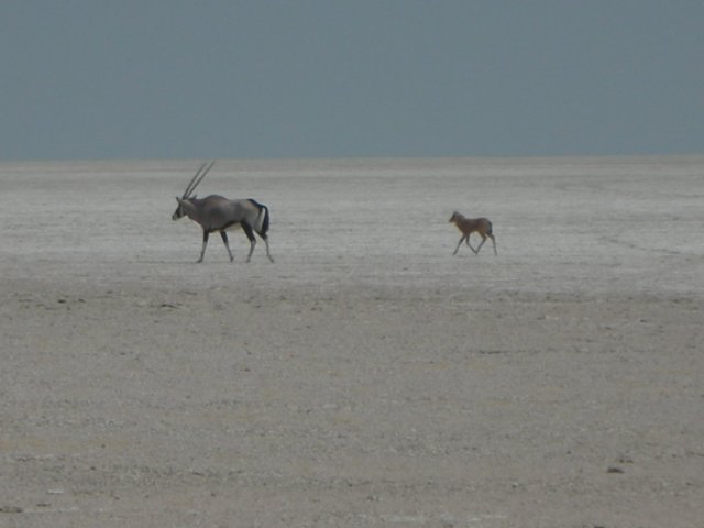 oryxwalkingonthegreatetoshasaltpanluckilytheycansurvivewithoutdrinking.jpg