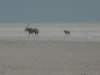 oryxwalkingonthegreatetoshasaltpanluckilytheycansurvivewithoutdrinking_small.jpg