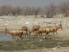 redhartebeestethoshanationalparknamibia_small.jpg