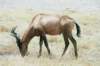 redhartebeestitfeedsongrassandprefersopenplainsbutisalsofoundinsparselyforestedwoodlands_small.jpg