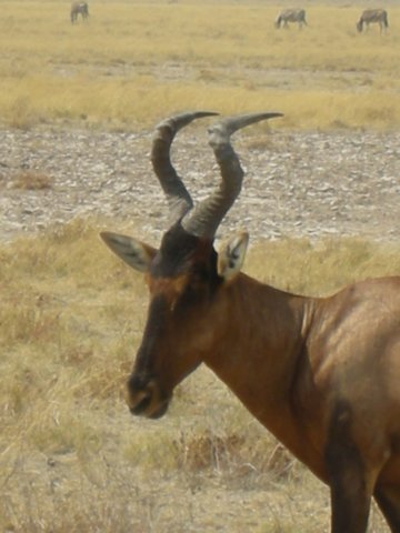 redhartebeestsdistinctlyangularheavilyridgedhornsformaheartshapehencethenamehartebeest.jpg
