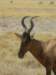 redhartebeestsdistinctlyangularheavilyridgedhornsformaheartshapehencethenamehartebeest_small.jpg