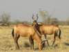 redhartebeestshoulderhight125cmweight120kgto150kgbothsexeshaveshortstouthornsethoshanationalparknamibia_small.jpg