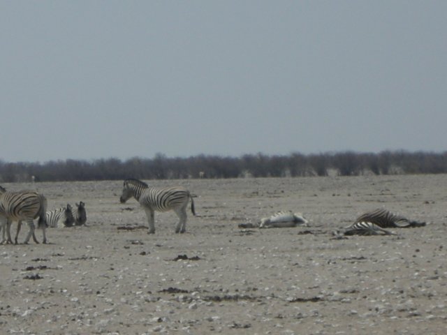 somezebrasobviouslygottiredofstandingallthetime.jpg