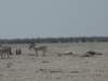 somezebrasobviouslygottiredofstandingallthetime_small.jpg