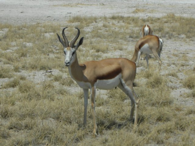 springbokbothsexeshaverigidlyreshapedhornscheetahareitsmainpredatorsshoulderhight75cmweightupto50kg.jpg