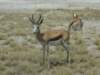 springbokbothsexeshaverigidlyreshapedhornscheetahareitsmainpredatorsshoulderhight75cmweightupto50kg_small.jpg