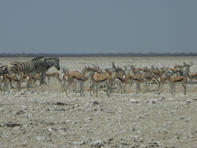 springboksarefoundinnamibiasouthernbotswanaandnorthwesternsouthafrica.jpg