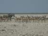 springboksarefoundinnamibiasouthernbotswanaandnorthwesternsouthafrica_small.jpg