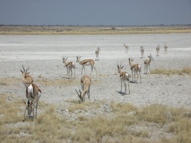 springboksareoneofthefastestantelopesethoshanationalparknamibia.jpg