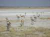 springboksareoneofthefastestantelopesethoshanationalparknamibia_small.jpg