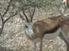 springbokscansurvivewithoutbeingnearawatersourceastheylikeoryxgetenoughwaterfromthefood_small.jpg