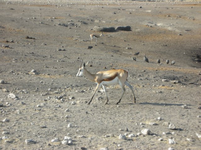 springboksouthernafricasonlygazelleisextremelycommoninaridareas.jpg