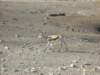 springboksouthernafricasonlygazelleisextremelycommoninaridareas_small.jpg
