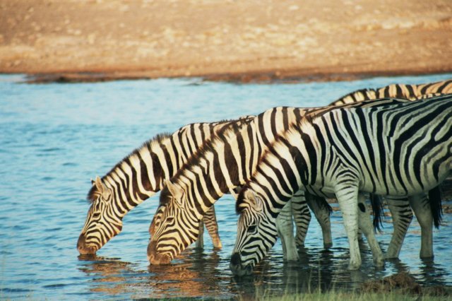 thenicethingwiththewaterholesneartheaccomodationisthatyoucanwalktherenamutonirestcampetoshanationalparknamibia.jpg