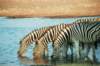 thenicethingwiththewaterholesneartheaccomodationisthatyoucanwalktherenamutonirestcampetoshanationalparknamibia_small.jpg