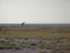 therearenottoomanytreesinethoshanationalparknamibia_small.jpg