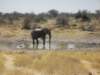 therearequiteafewelephantsinethoshanationalparknamibia_small.jpg