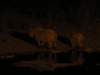 therhinoscametodrinkeverynightatthewaterholeofhalalirestcampethoshanationalparknamibia_small.jpg