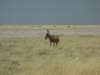 typicallandscapeinethoshanationalparknamibia_small.jpg