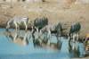waterholeatnamutonirestcampetoshanationalparknamibia_small.jpg
