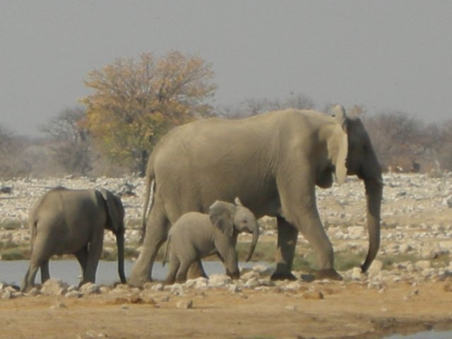 wecouldwatchelephantsforhourstheyseemtoenjoylifeandplayalot.jpg