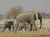 wecouldwatchelephantsforhourstheyseemtoenjoylifeandplayalot_small.jpg