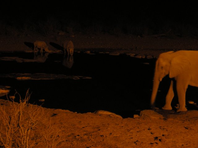wefeltpriviledgedseeingseveralwhiterhinoscomingtodrinkathalaliwaterholeethoshanationalparknamibia.jpg
