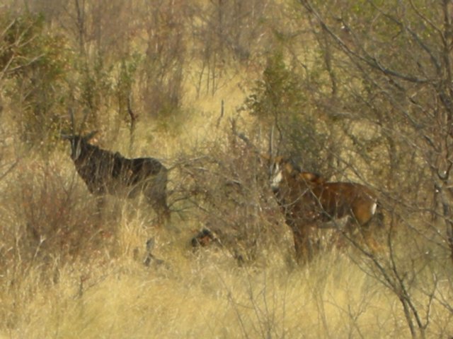 wesawmanyoftheseanimalsofwhichwearenotsureiftheyareblesbokinthemahangogamereservenamibia.jpg