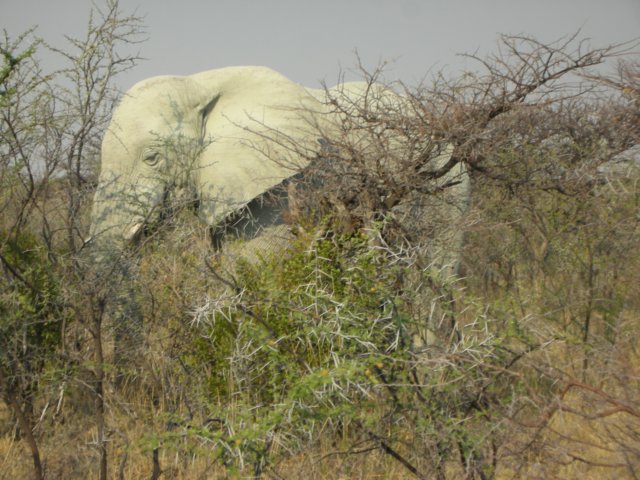 wesawmorethanonewhiteelephantinethoshanationalparknamibia.jpg
