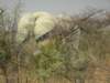 wesawmorethanonewhiteelephantinethoshanationalparknamibia_small.jpg