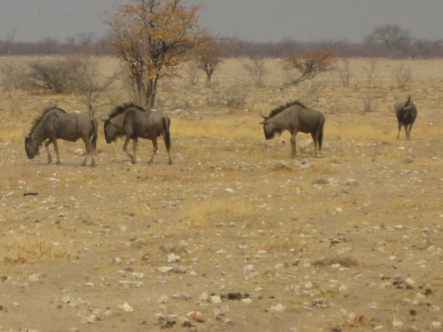 wesawonlyfewwildebeestinethoshanationalparknamibia.jpg