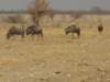 wesawonlyfewwildebeestinethoshanationalparknamibia_small.jpg