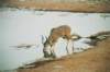 wespent4daysinetoshanationalparkinthedaywedrovefromonewaterholetothenextatnightwesatatthewaterholesofthecamps_small.jpg