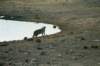 weweresohappytofinallyhavespottedthisrarelyseenanimalitwastobetheonlytimeonourentiretrip_small.jpg