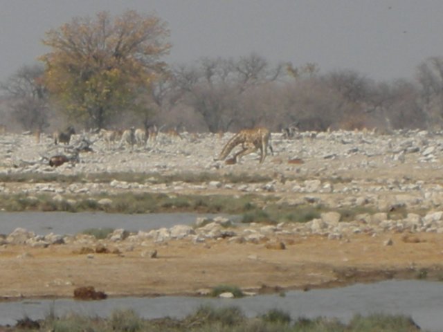 weweretimeandagainsurprisedhowchallengingitisforgiraffestodrink.jpg