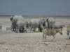 whenelephantsappearotherspeciesaremovedfromthewaterhole_small.jpg