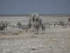 whensomeanimalscameclosertheelephantbullliftedhistrunkormadeaforcefulsteptowardsthemsotheyfled_small.jpg