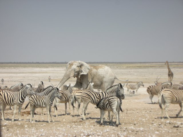 whenthebullwasfinishedhegaveagreatshowofpowersplashingaroundpreciouswaterethoshanationalparknamibia.jpg