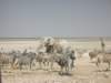 whenthebullwasfinishedhegaveagreatshowofpowersplashingaroundpreciouswaterethoshanationalparknamibia_small.jpg