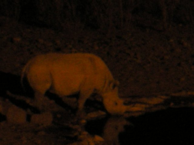 whiterhinoathalalirestcampwaterholeethoshanationalparknamibia.jpg