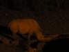 whiterhinoathalalirestcampwaterholeethoshanationalparknamibia_small.jpg