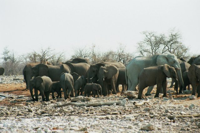 whosaysthereisnosuchthingaswhiteelephantsethoshanationalparknamibia.jpg