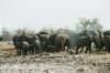 whosaysthereisnosuchthingaswhiteelephantsethoshanationalparknamibia_small.jpg