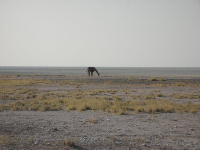 withouttreeslifeisseemsdifficultforgiraffesethoshanationalparknamibia.jpg